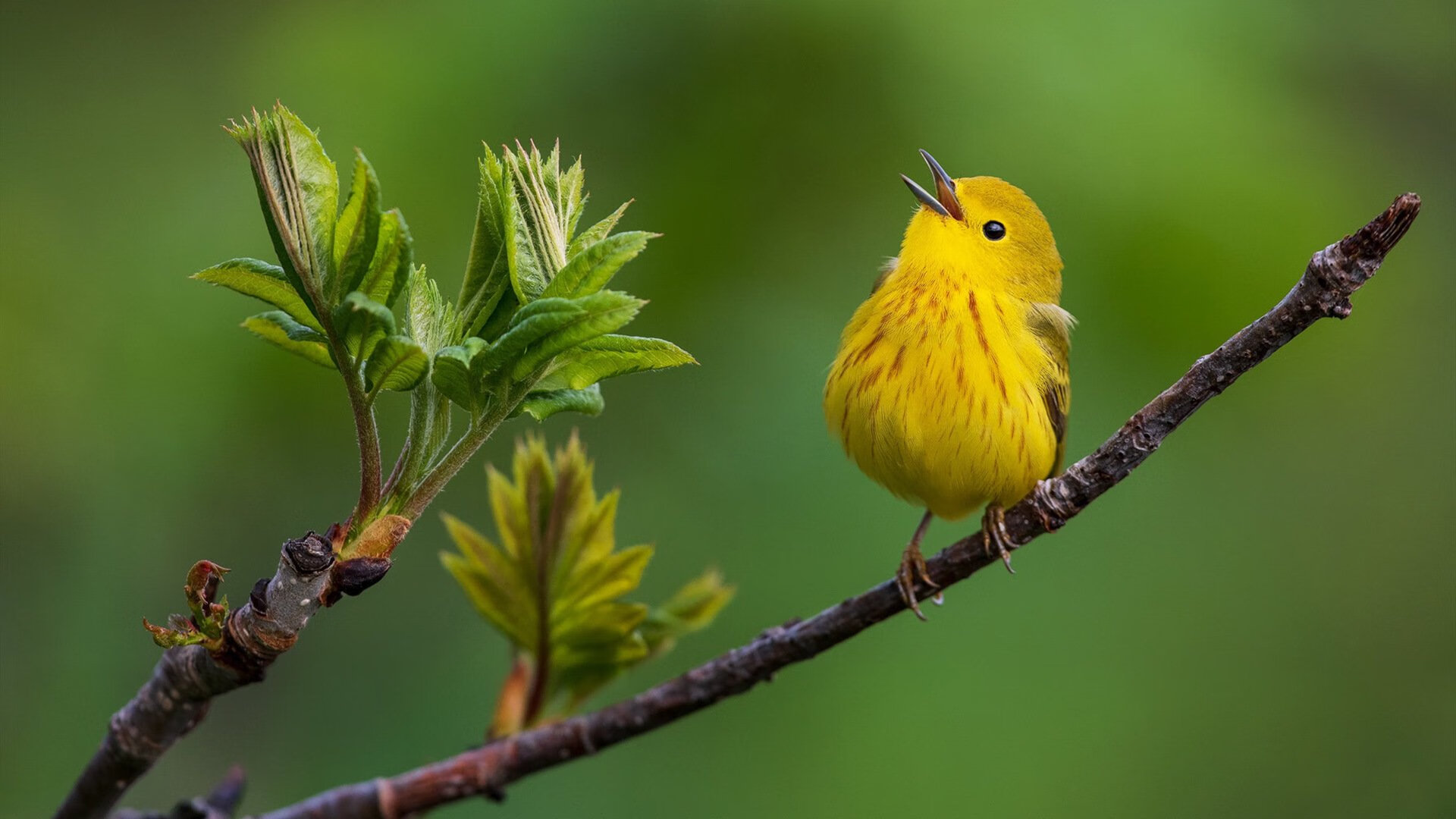 _勇士投篮精准,赢得连续胜利_,勇士打篮球
