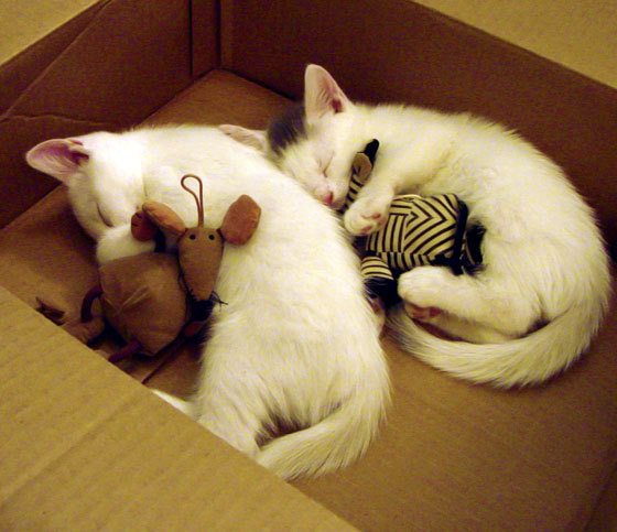 KAIYUN 中国大陆-_湖人队迎来强劲反弹，季后赛希望更加强烈_，湖人队季后赛赛程