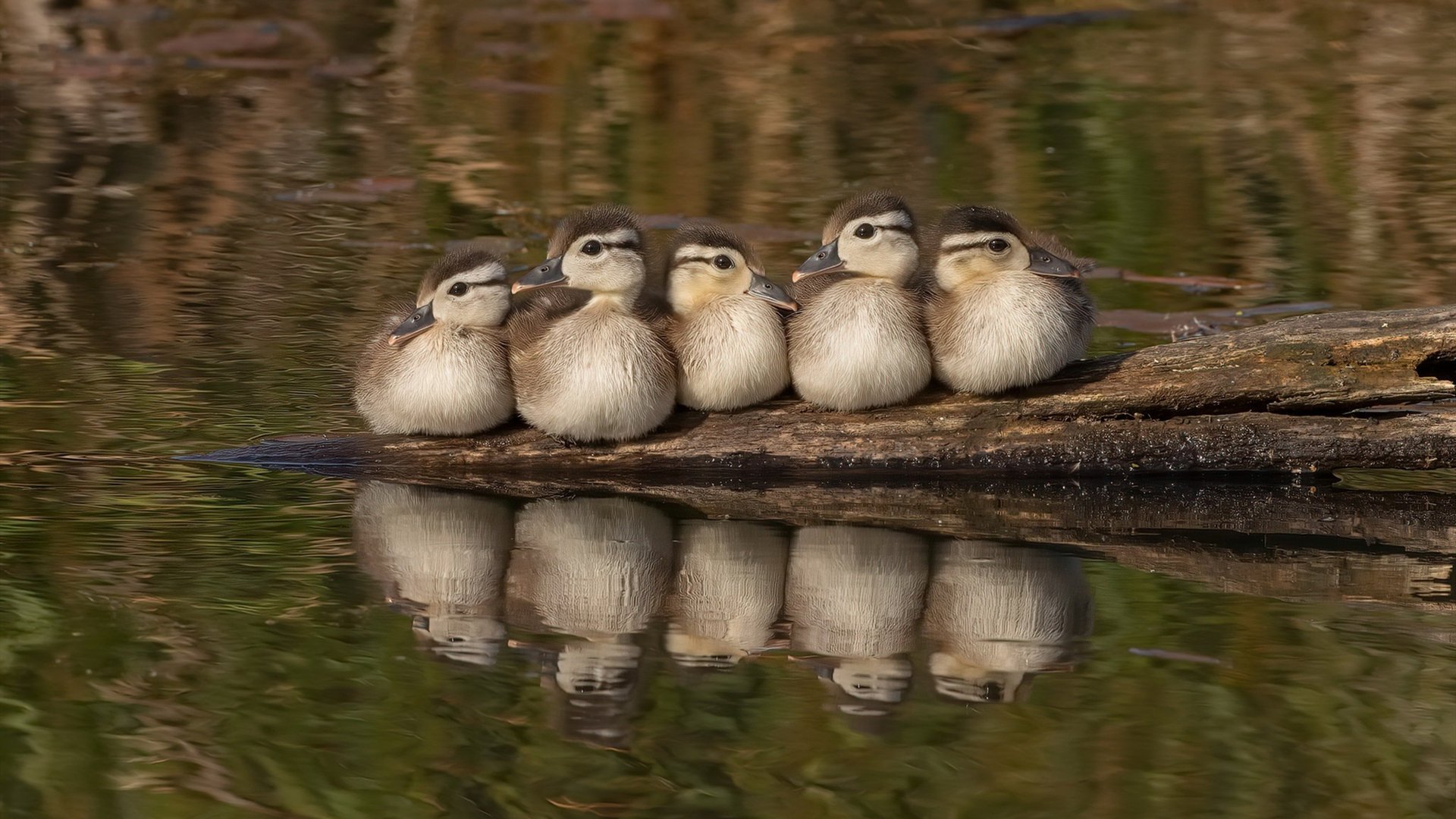kaiyun官方入口登录-“校园足球逐步走向多样化，青少年全面发展”，校园足球如何发展