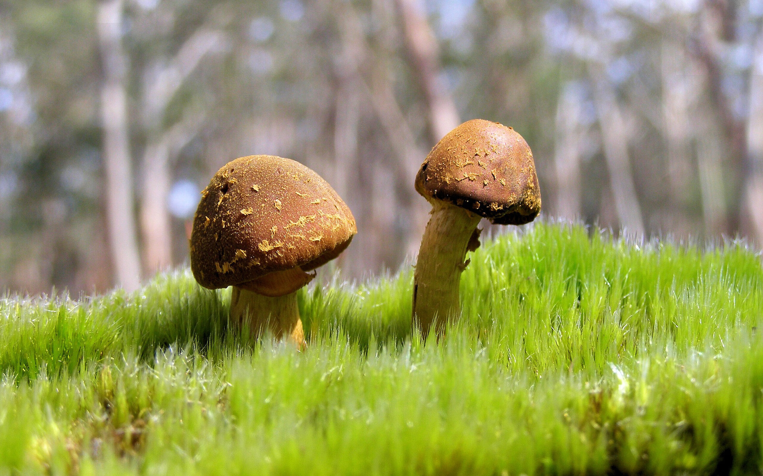 开云体育在线赛事直播-“梅开二度！明星核心一人撑起整场比赛的胜利”