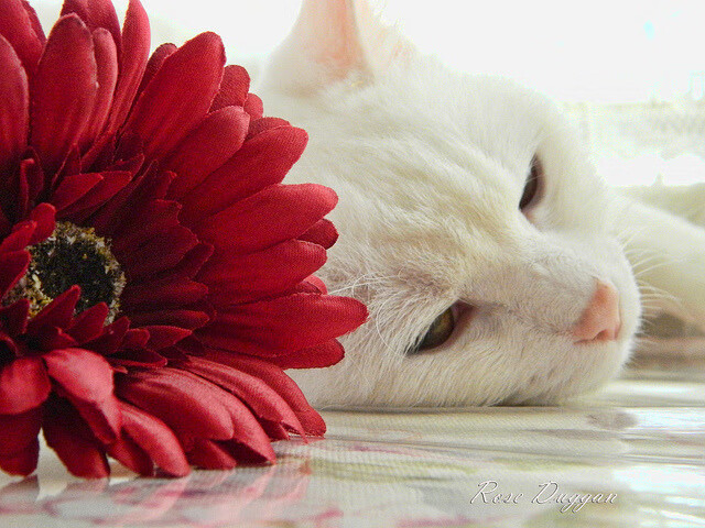 《大奖赛即将开启：全明星阵容耀眼登场》，全明星赛奖项