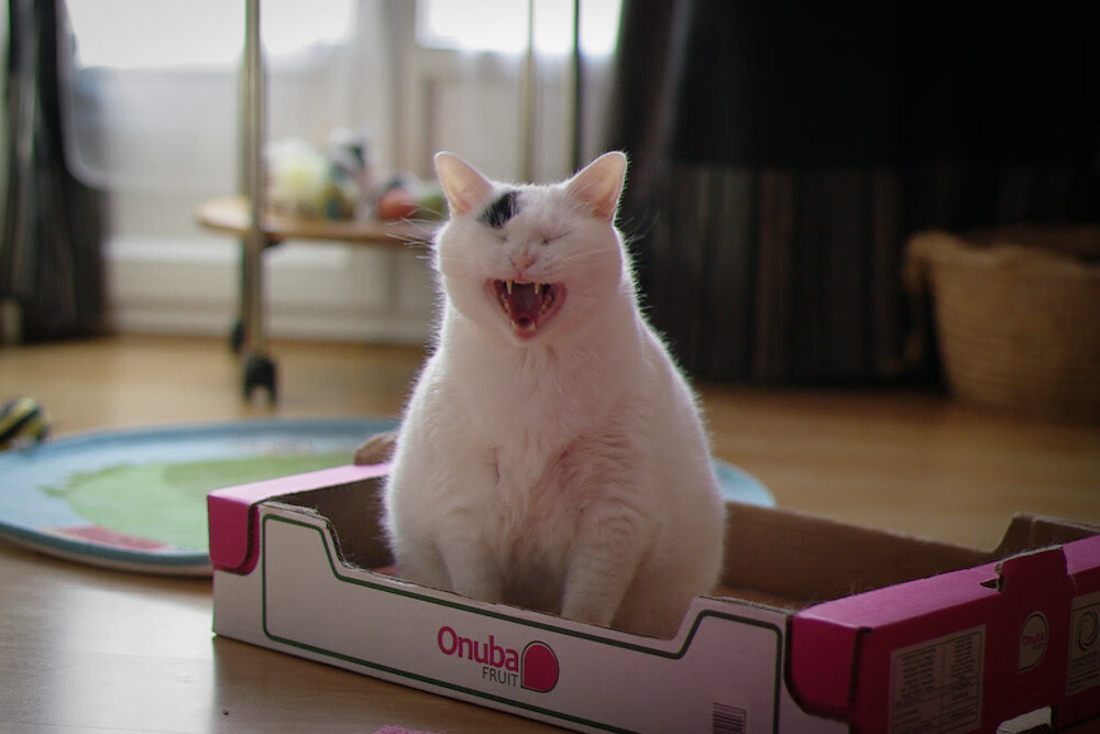 kaiyun体育综合-意甲联赛中的“黑马”逐渐崭露头角，意甲联赛最新战报