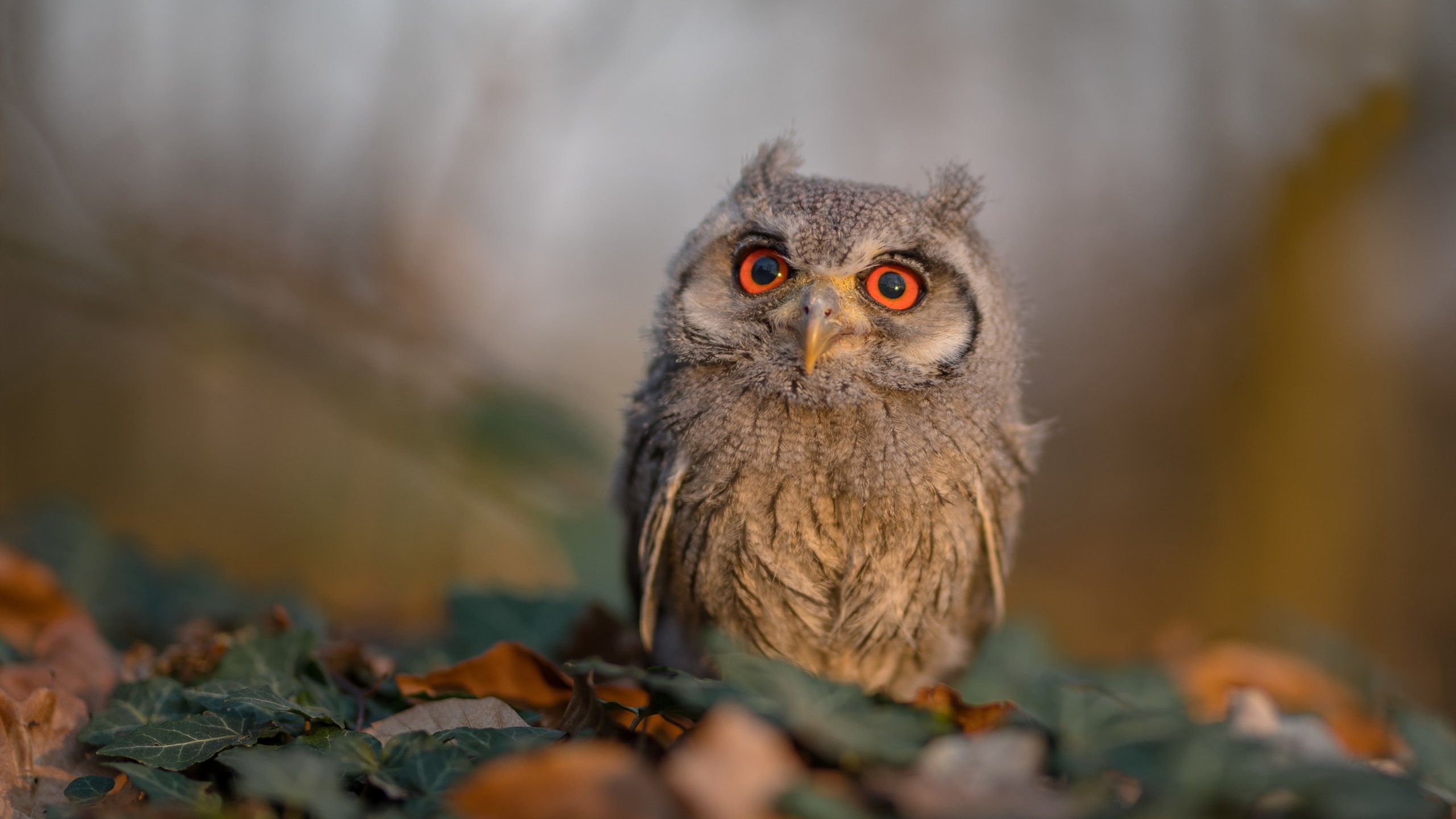 未来展望：赛事发展趋势与挑战，赛事规划流程图