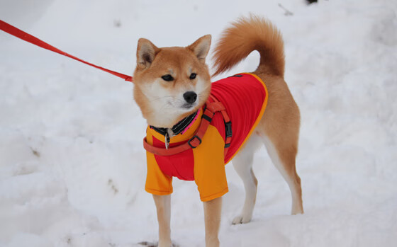 开云·体育全站登录地址-足球社区杯：草根球队的梦想之战，关于足球社区app