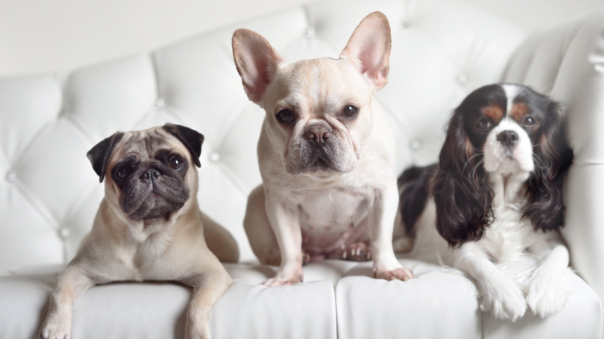 KPL新增教练技术席，提升赛场决策效率，kpl教练组