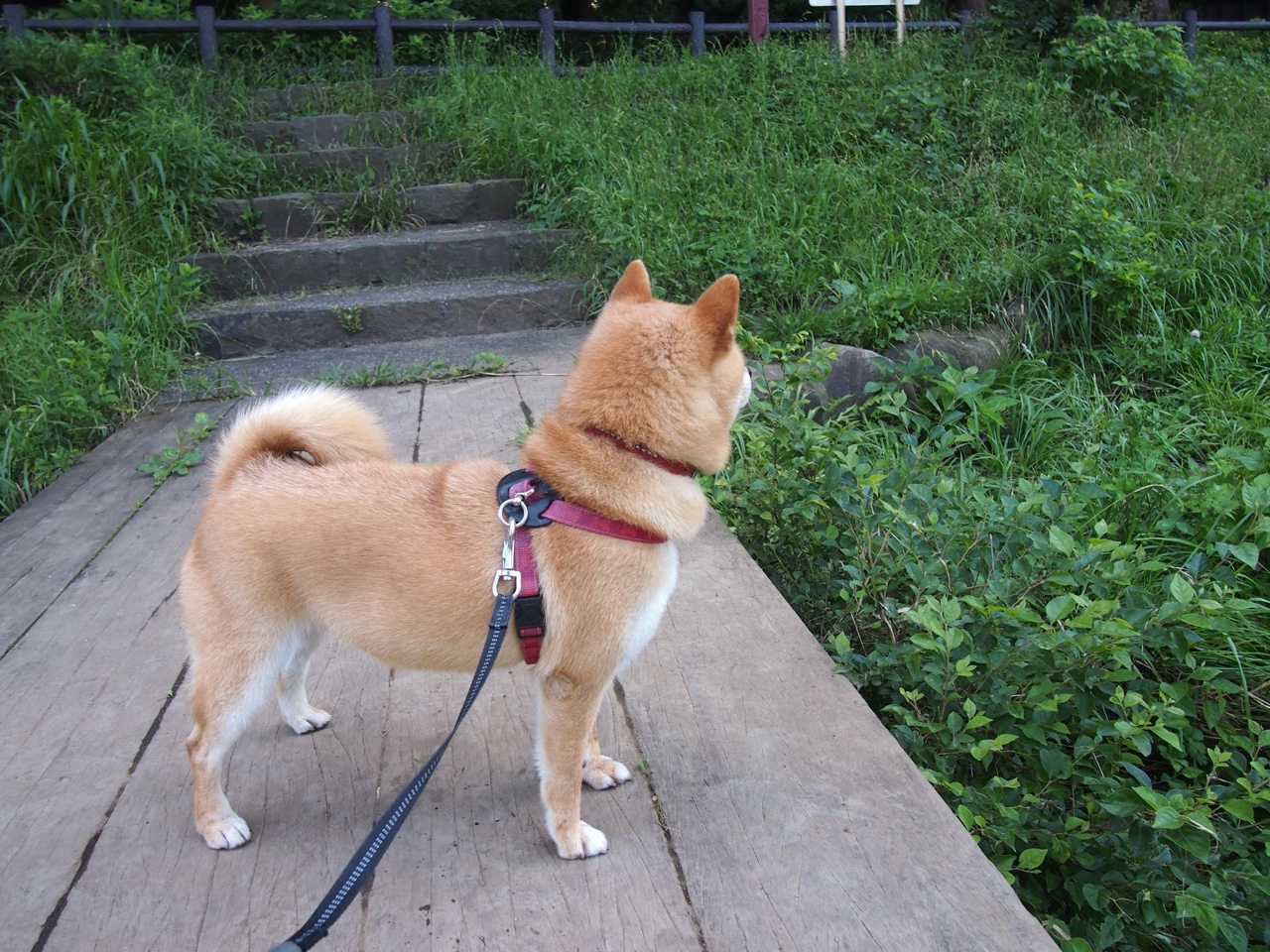 开云官网登录-上海男篮表现出色，全队士气高涨，上海男篮实力