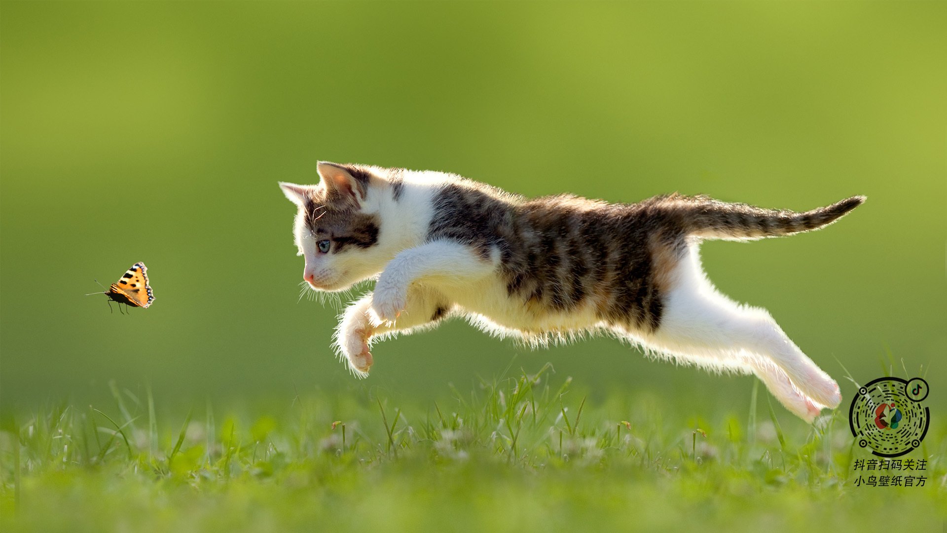 上海男篮表现出色,全队士气高涨,上海男篮实力