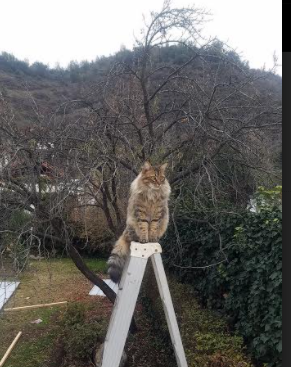 弗拉门戈核心球员表现出色,弗拉门戈技法