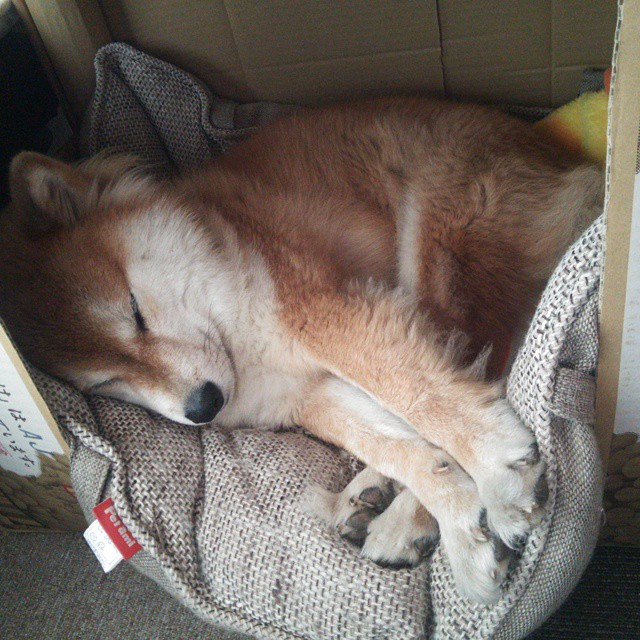 kaiyun网站-爵士队大胜对手，展现出强大的整体实力，爵士队的比赛