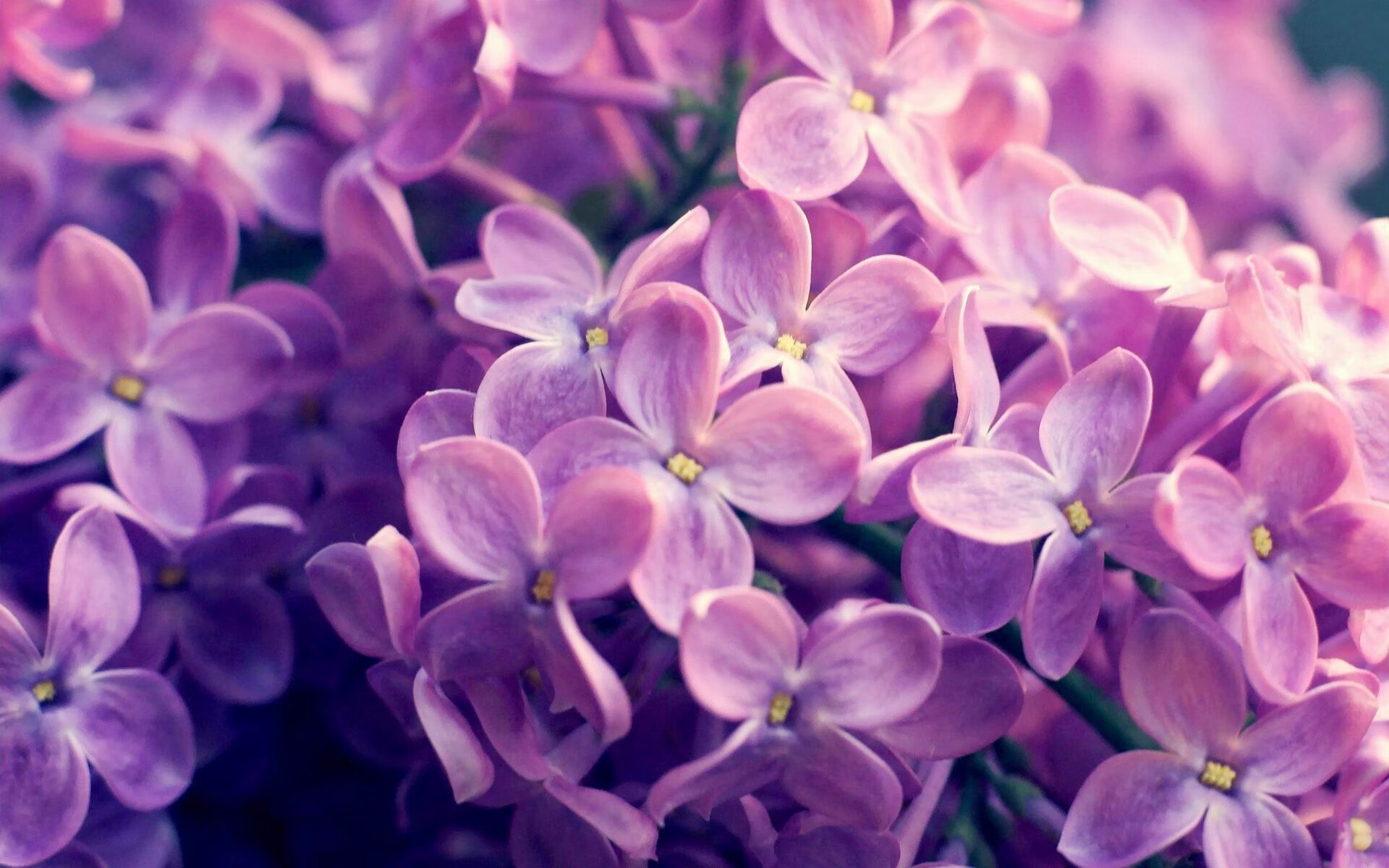 谁是联盟最稳定的核心球员,lol最核心的位置