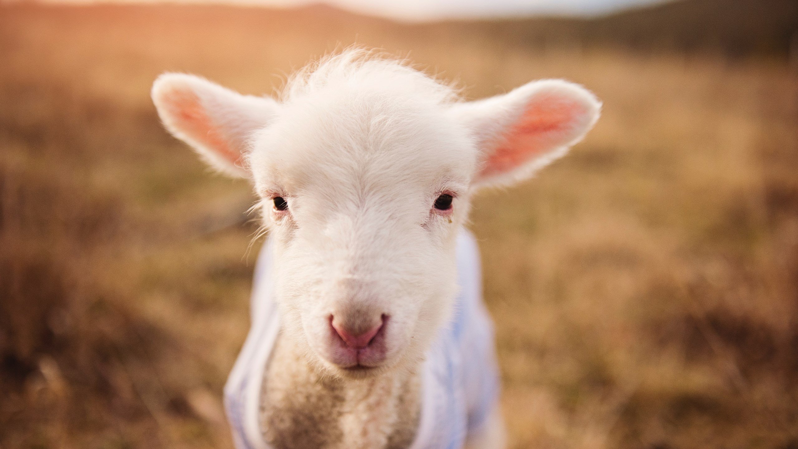 五大联赛中场拦截位置是否向前场逼抢线靠拢,五大联赛主场优势