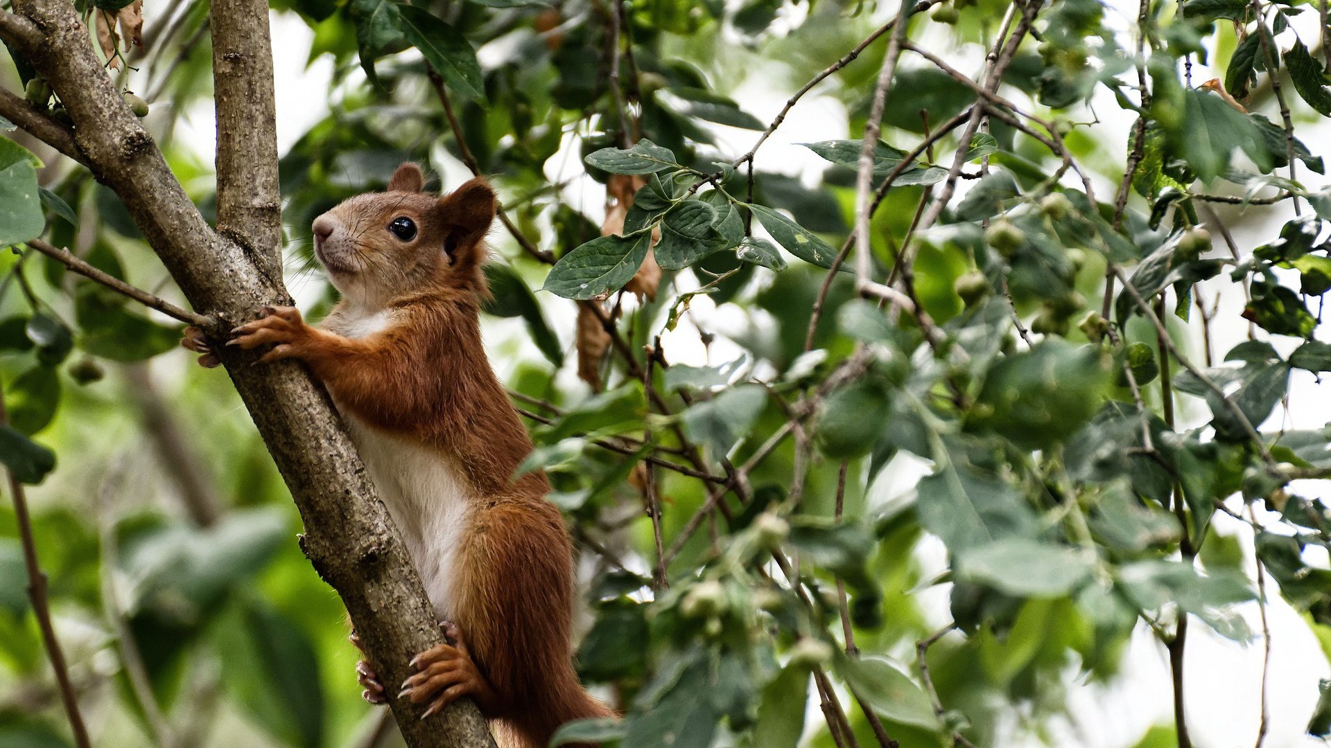 kaiyun登录入口-俱乐部管理体制如何影响球队稳定性，俱乐部体系的形成