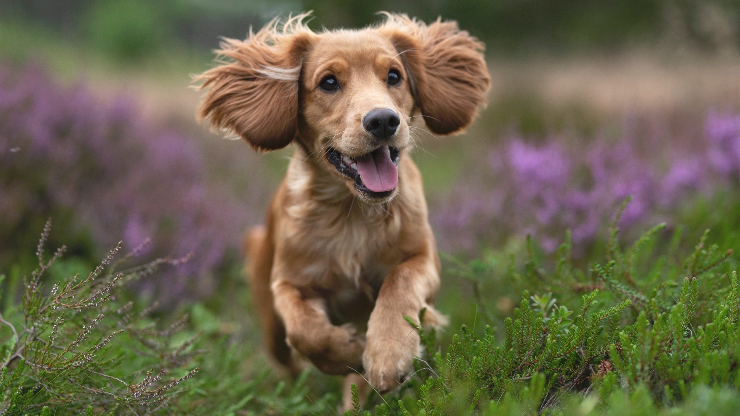 塞尔维亚女篮在欧洲锦标赛中表现出色,誓夺金牌刷新纪录,塞尔维亚女篮欧洲排名
