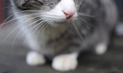 法甲荣耀战:硬战激烈,战术层层变幻,法国荣耀