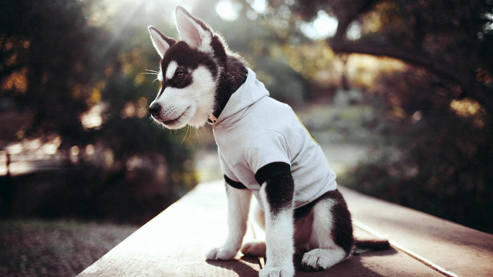 开云中国大陆-澳大利亚男子橄榄球队回归巅峰之路引发热议，澳大利亚橄榄球比分